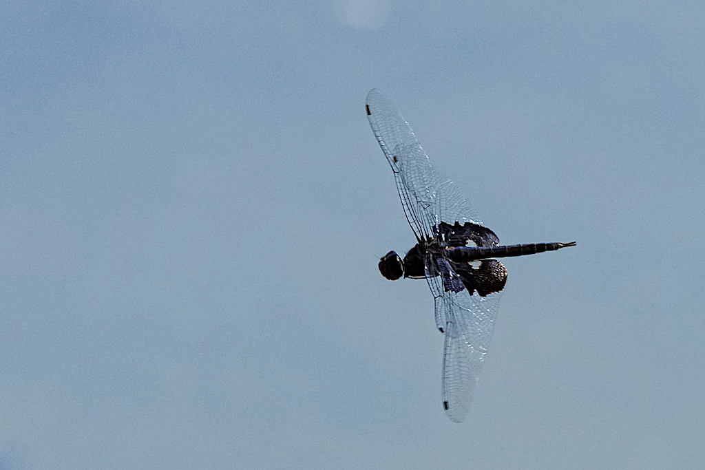 Black Saddlebags