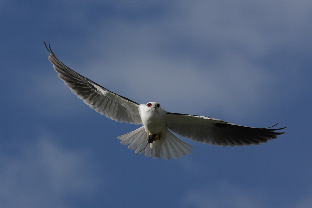 Black-shouldered Kite with  breakfast-mouse(mus musculus)