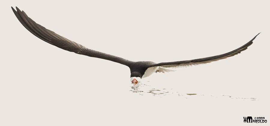 Black Skimmer