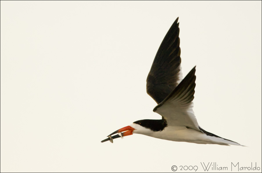 Black Skimmer