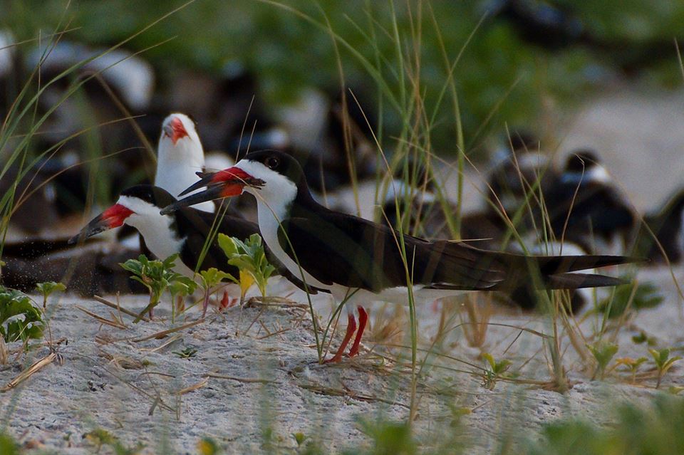 black skimmer