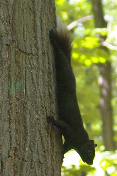 Black Squirrel