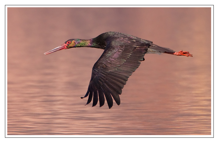 Black Stork