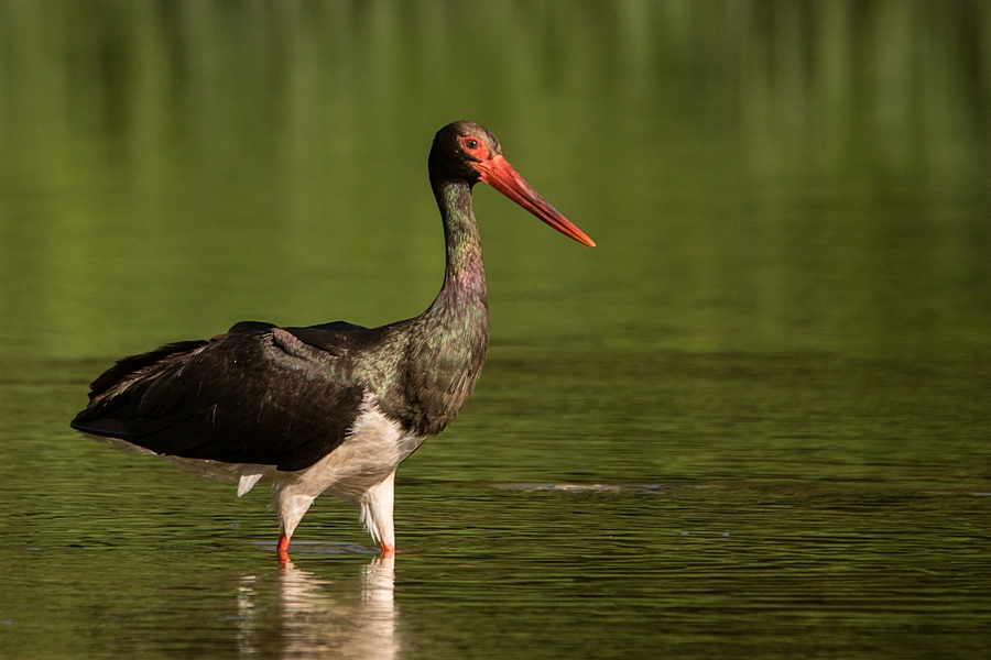 Black Stork