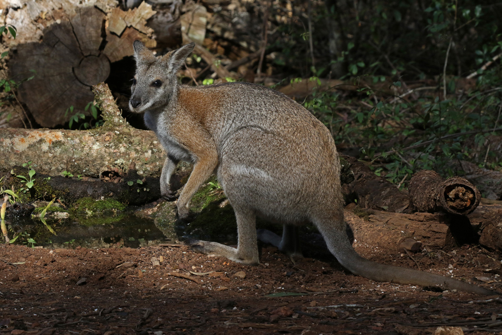 Black-striped Wallaby