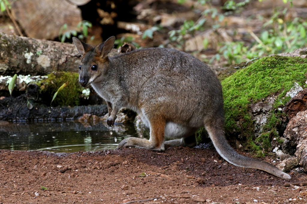 Black-striped Wallaby