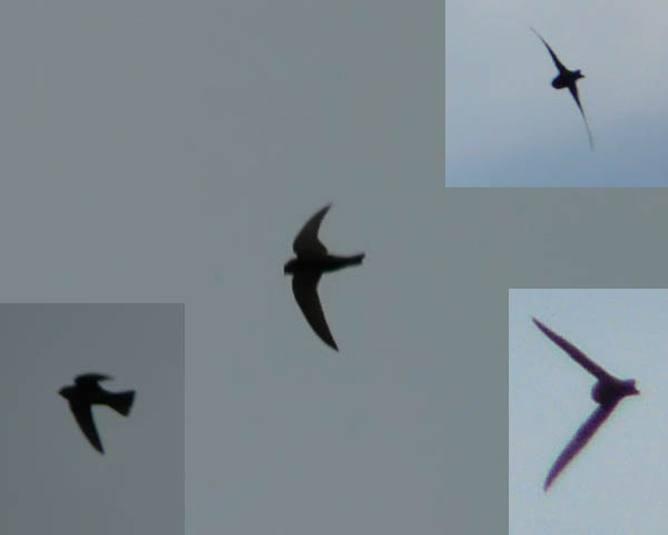 Black Swift Composite