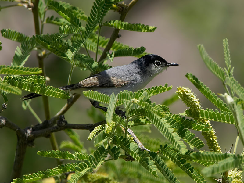 Black Tailed Gnatcatcher