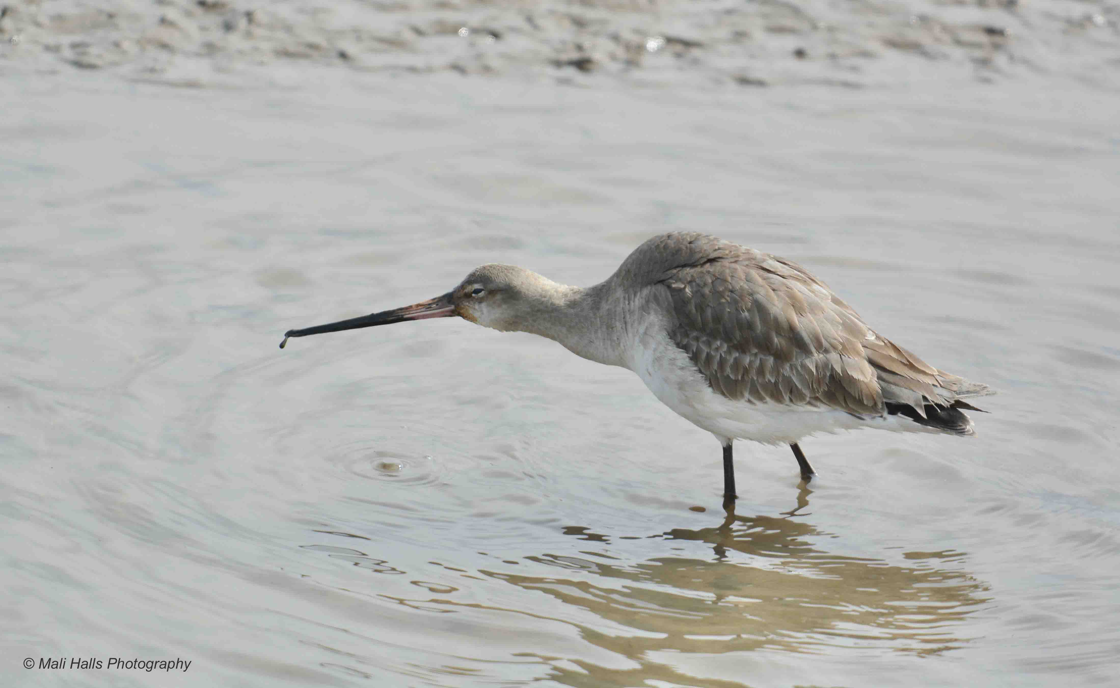 Black-tailed Godwit 5987.jpg