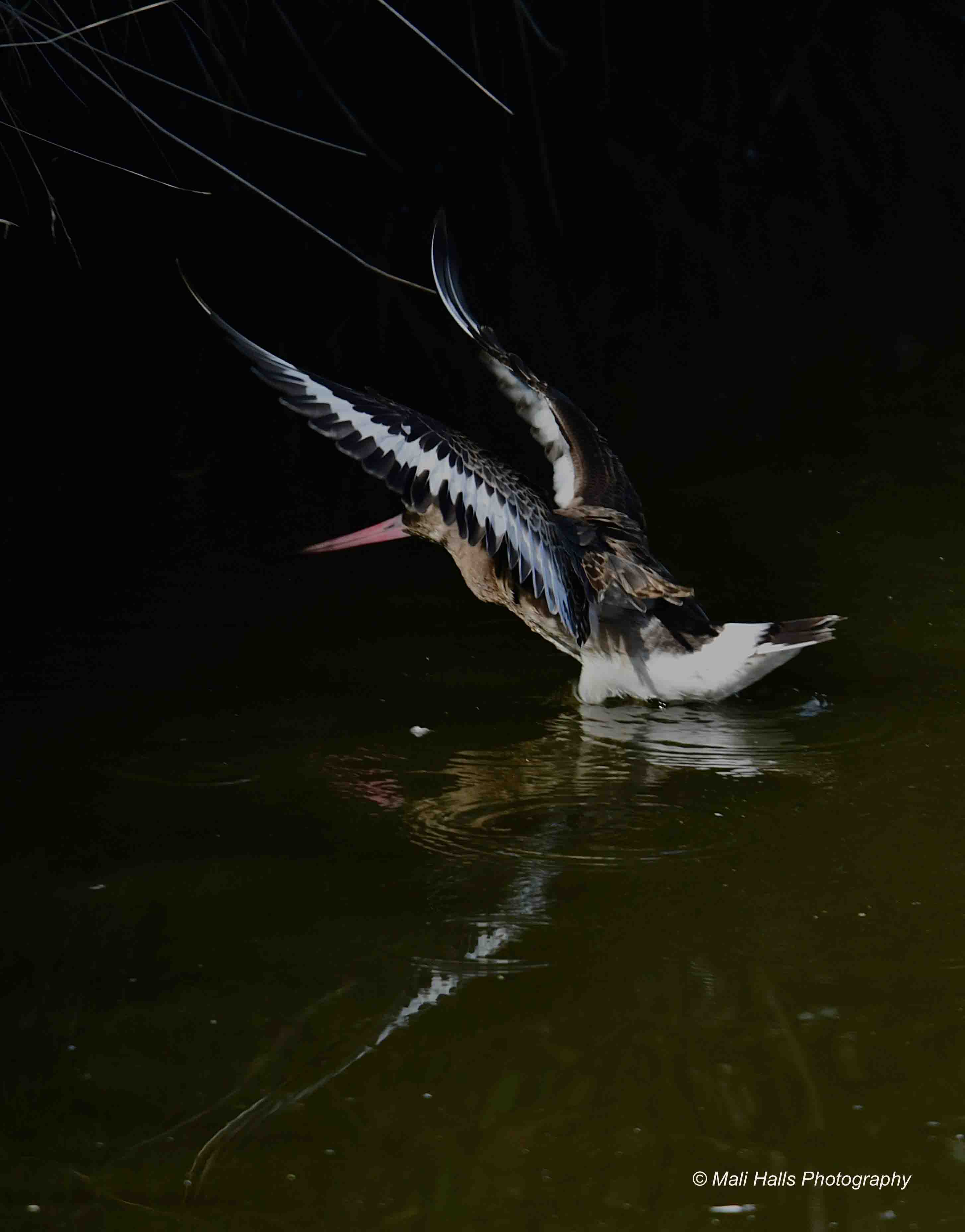 Black-tailed Godwit 7956.jpg