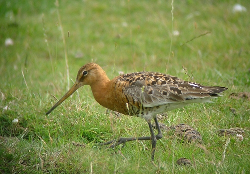 Black-tailed godwit, Freiston RSPB