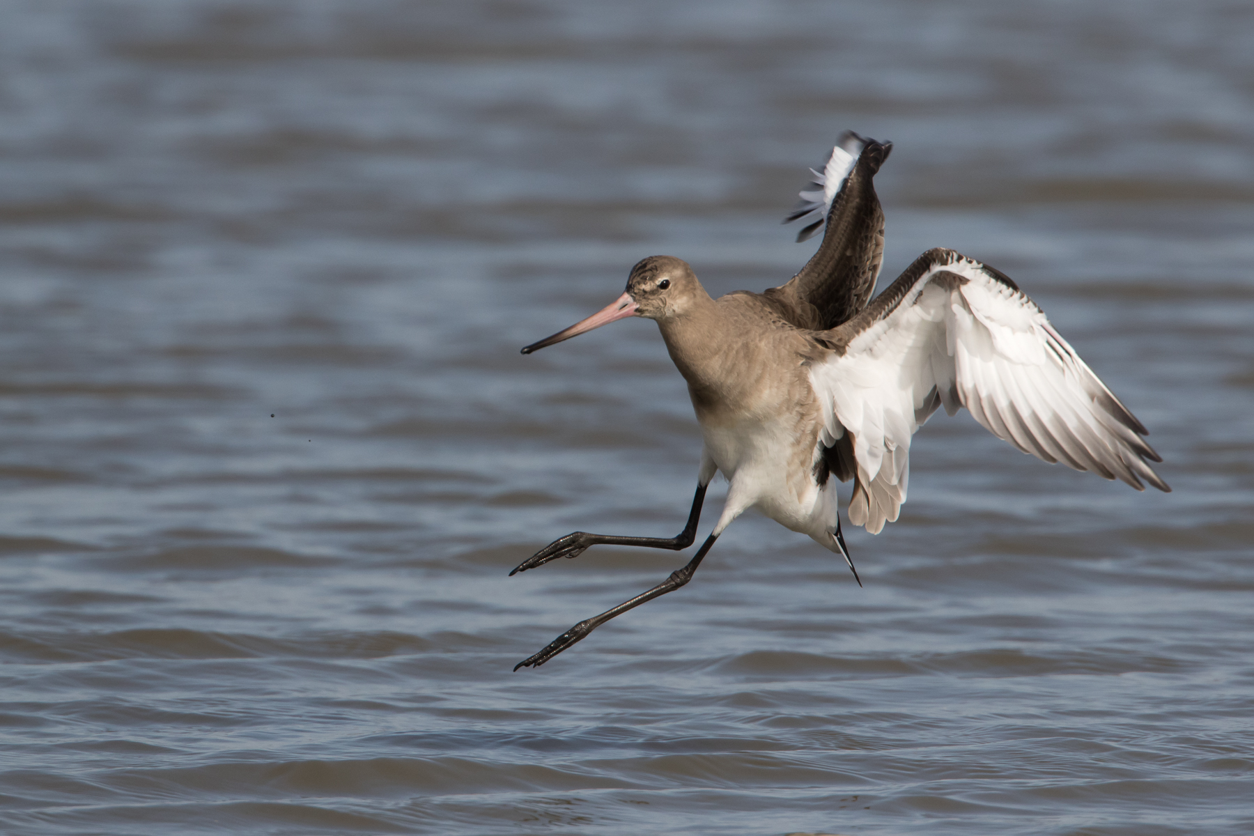 black-tailed godwit landing