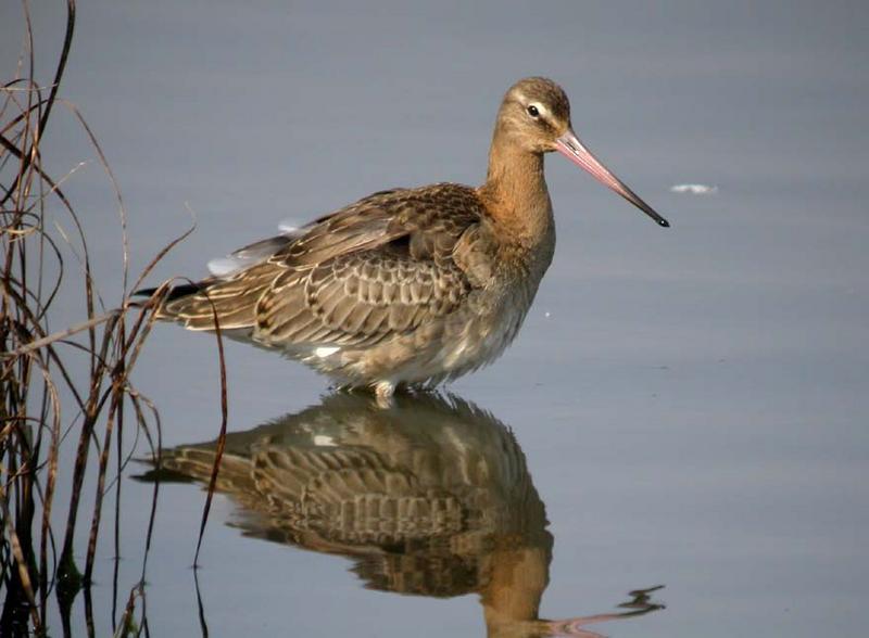 Black Tailed Godwit