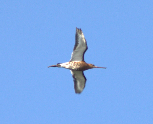 Black-tailed Godwit