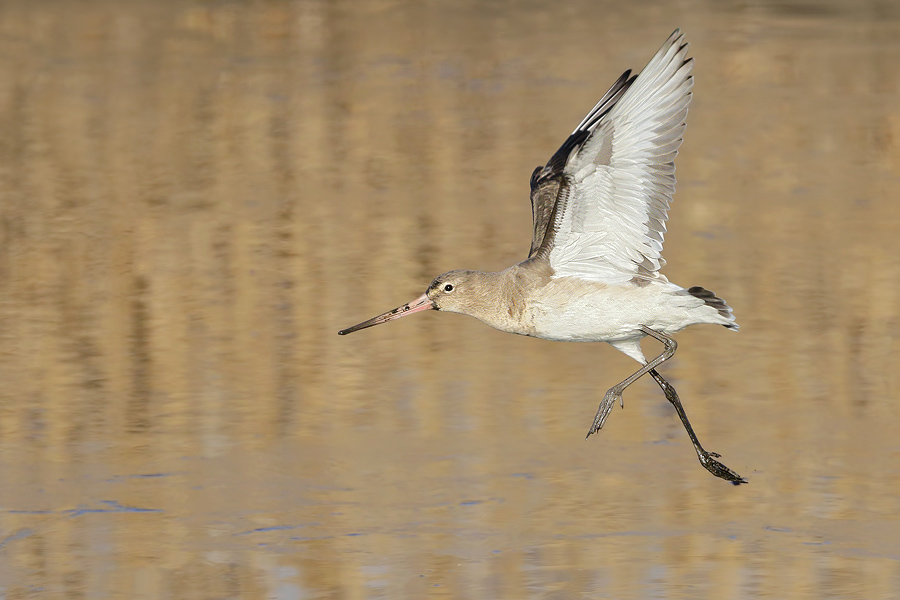 Black-tailed Godwit