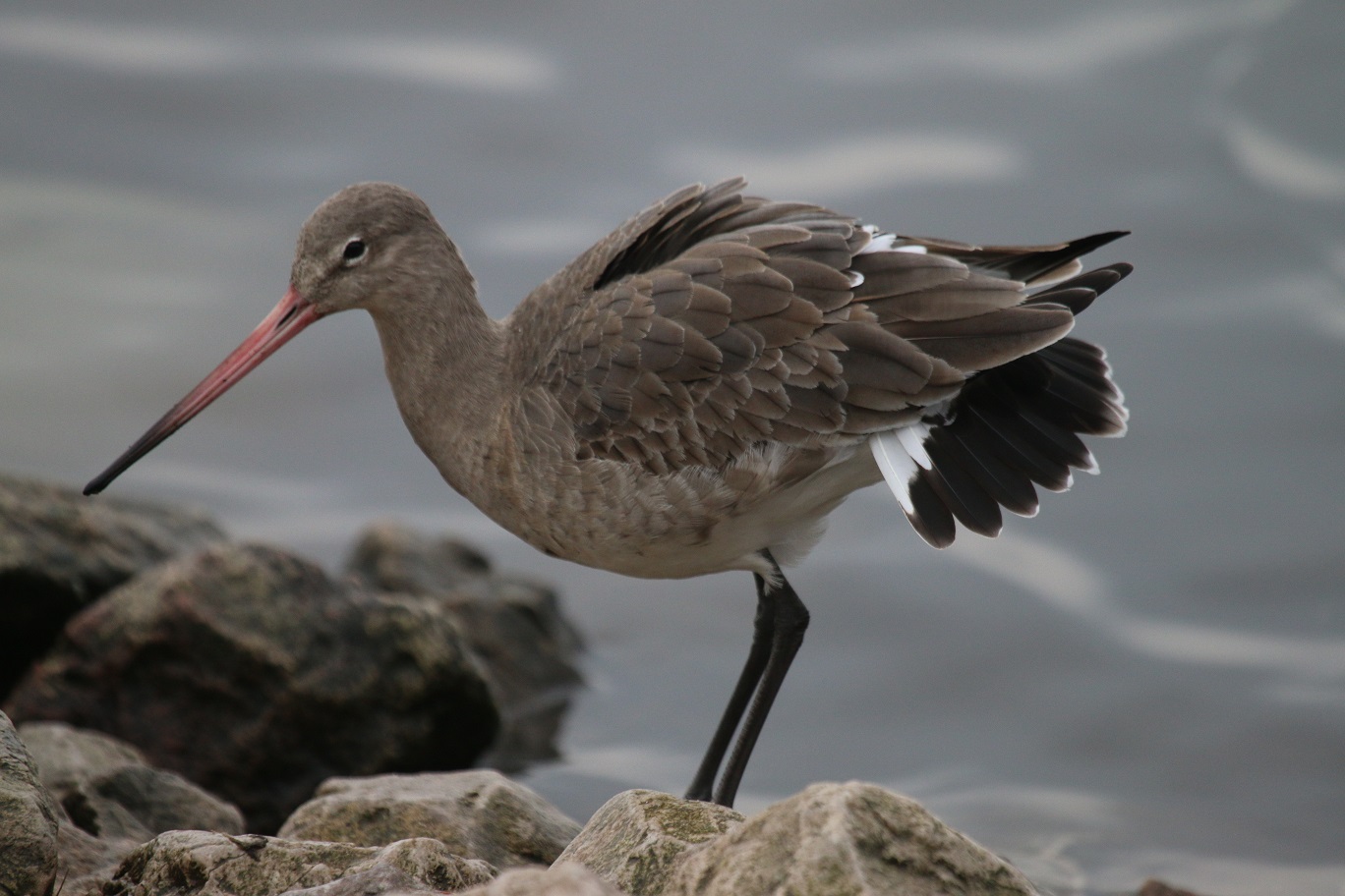 Black-tailed Godwit