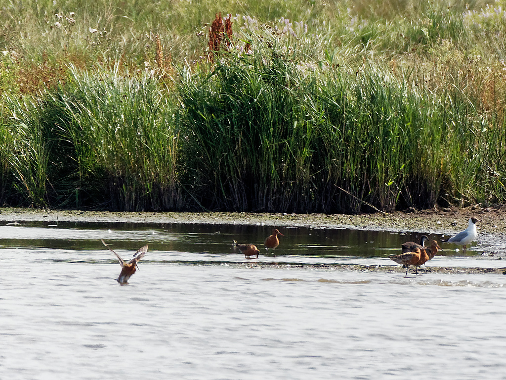 Black-tailed Godwits