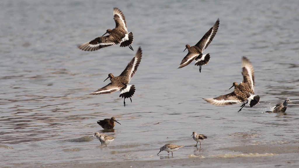 black-tailed godwits