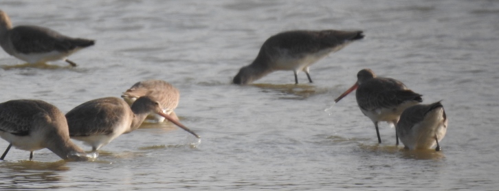 Black-tailed Godwits