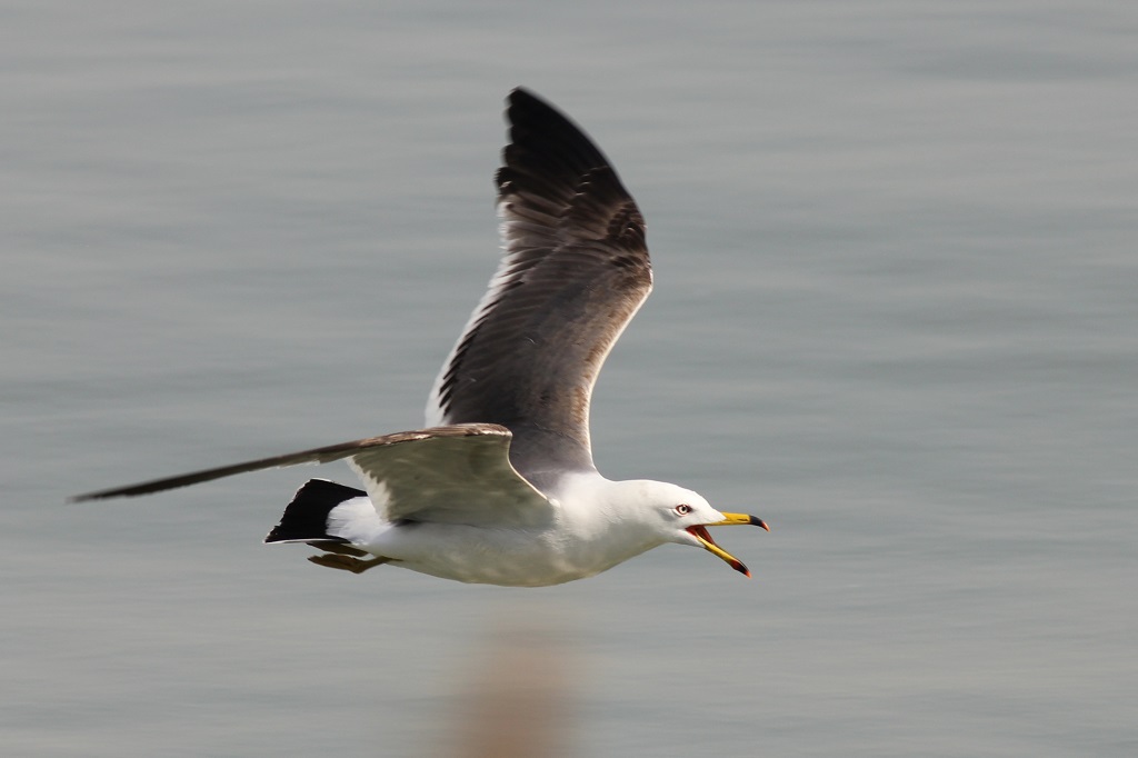 black-tailed gull (3rd year)