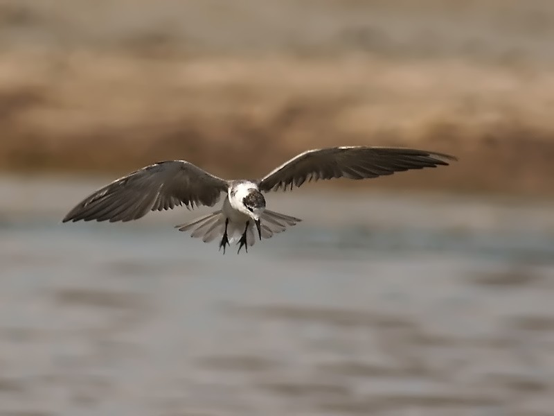 Black Tern Flight Capture #2