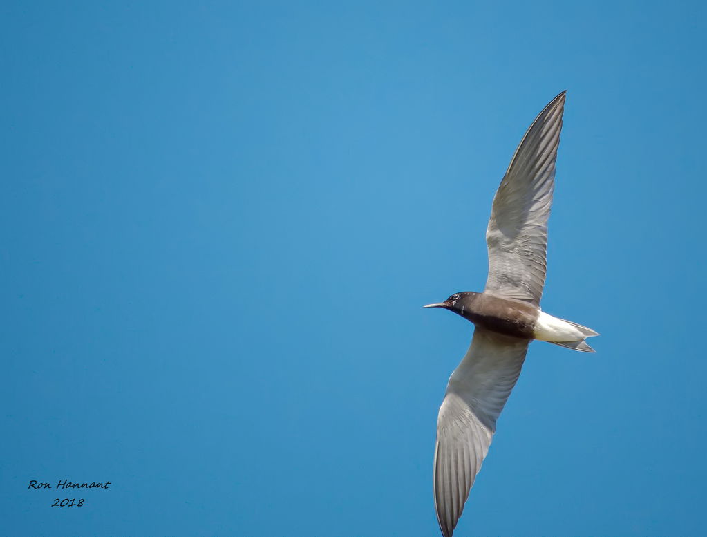 Black Tern