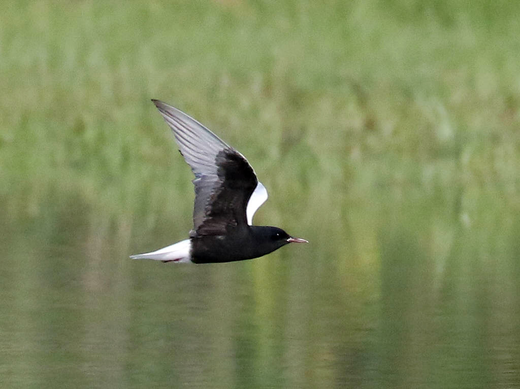 Black Tern