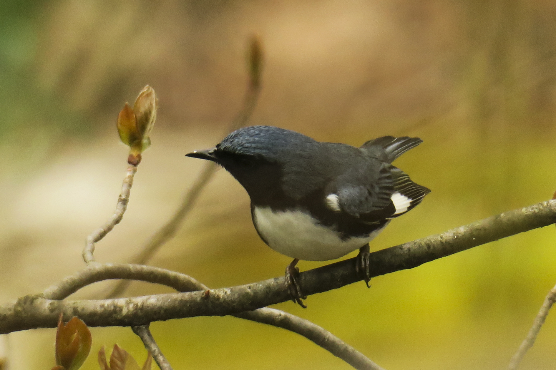 Black-throated Blue Warbler