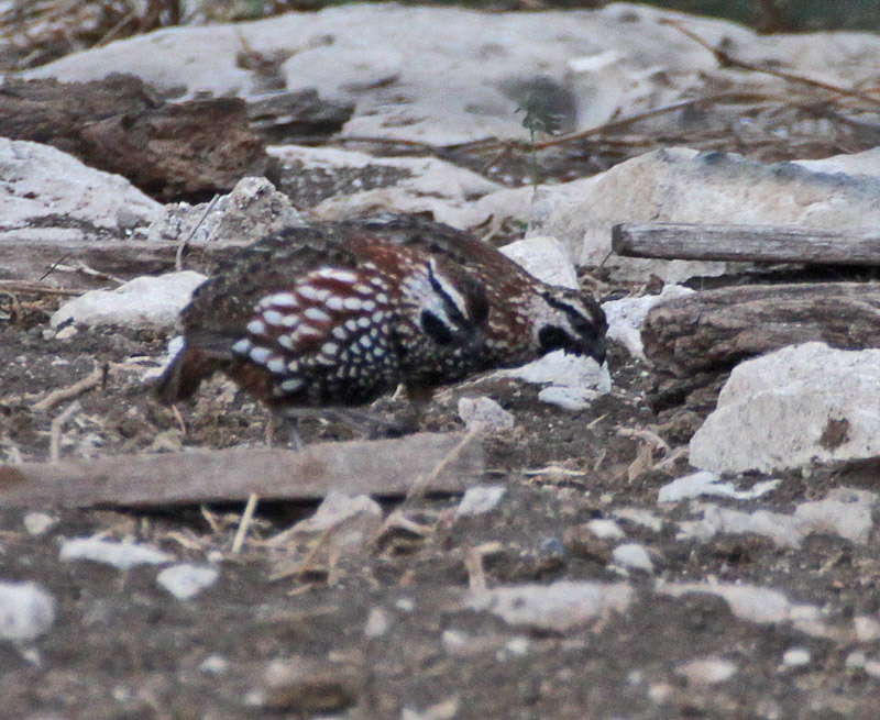 Black-throated Bobwhite