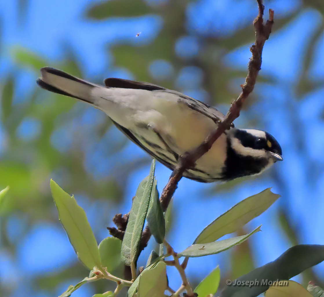 Black-throated Gray Warbler