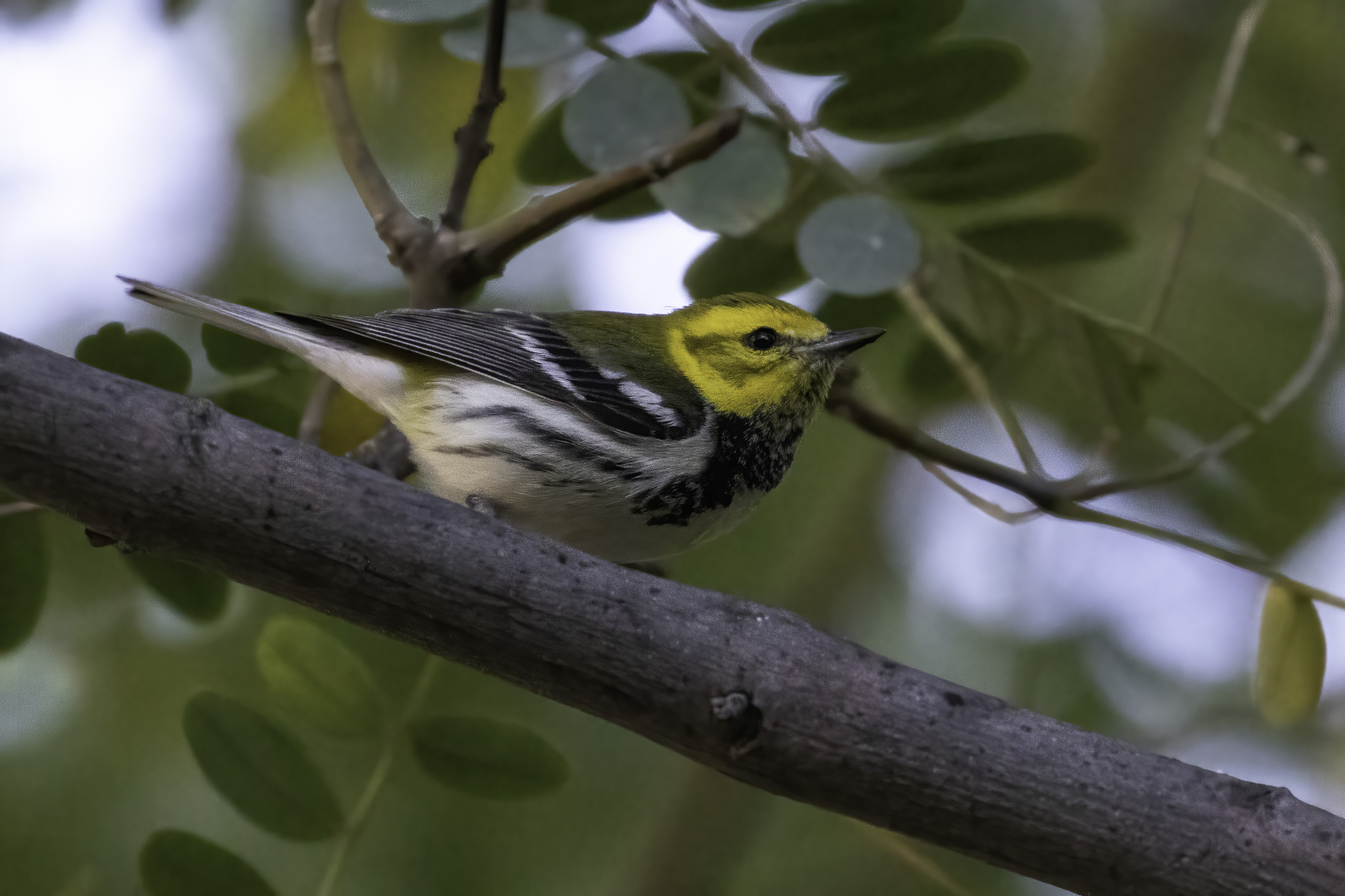 Black-throated Green Warbler