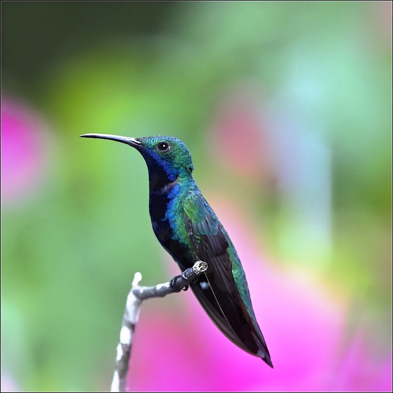 Black-throated Mango (male)