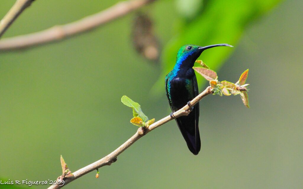 Black-throated Mango