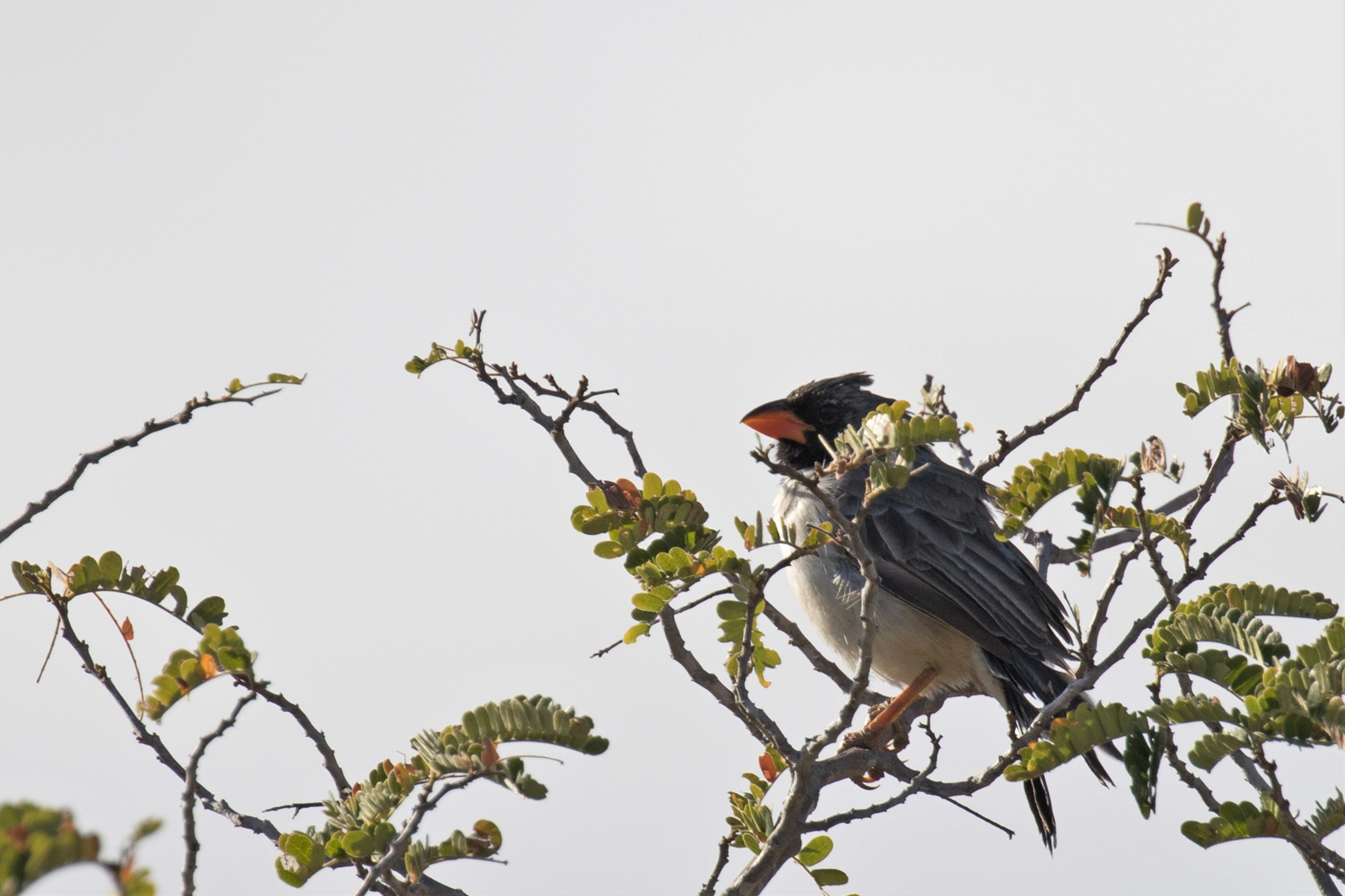 Black-throated Saltator