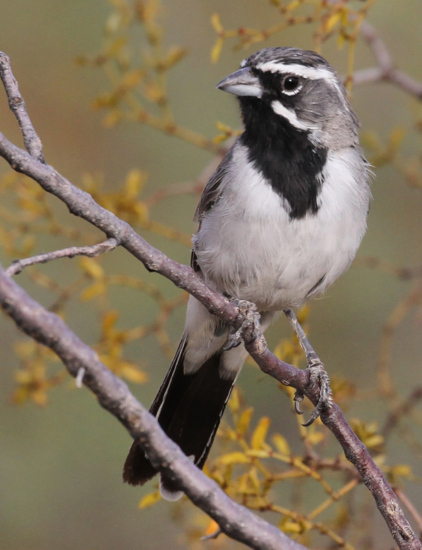 Black-throated Sparrow