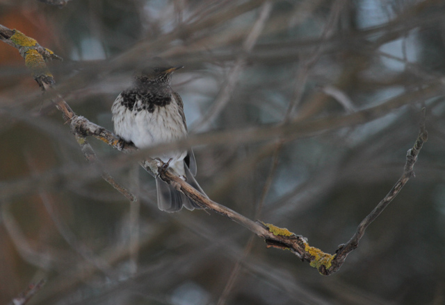 Black-throated Thrush