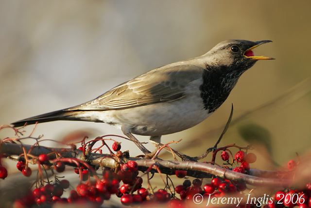 Black-throated Thrush