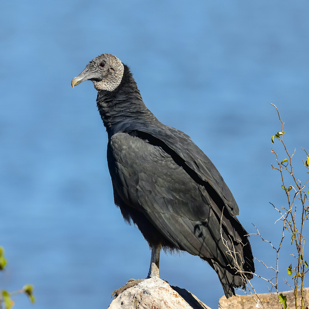 Black Vulture.jpg | BirdForum