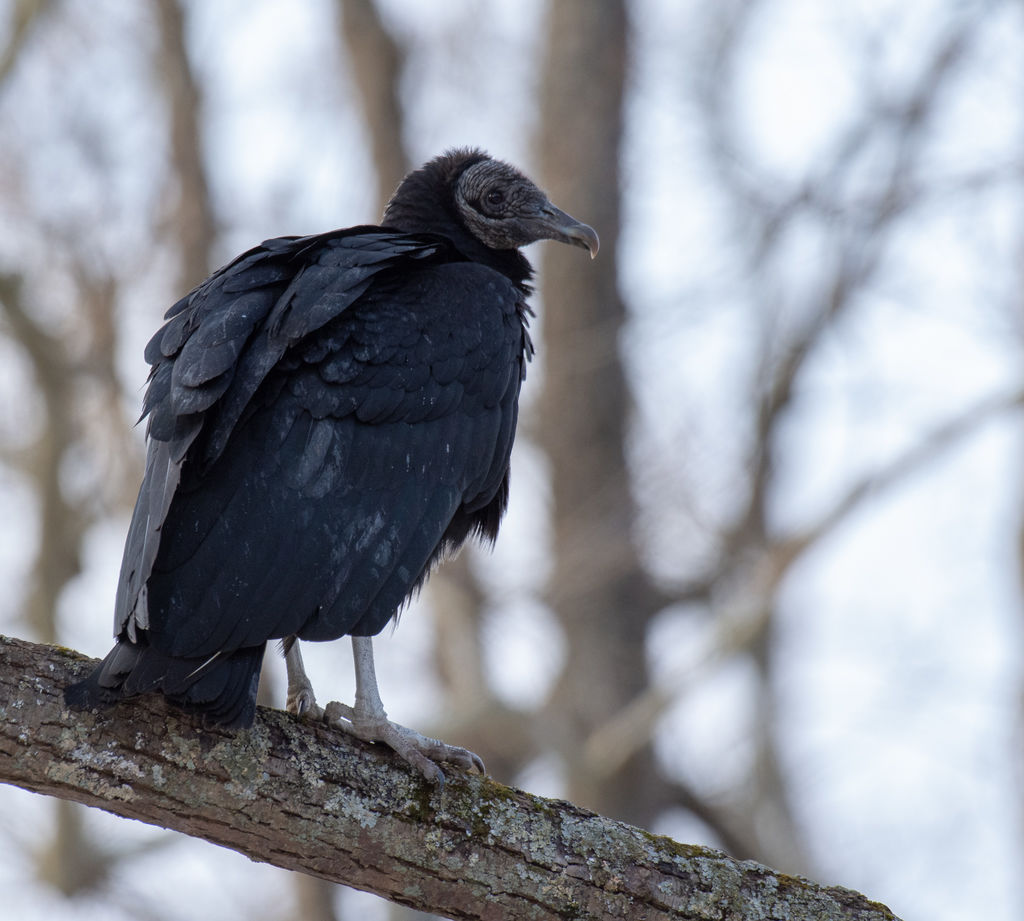 Black Vulture