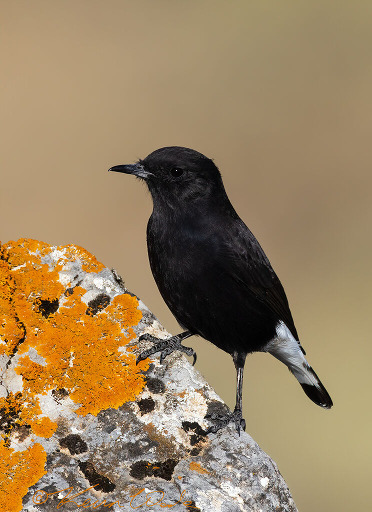 Black Wheatear