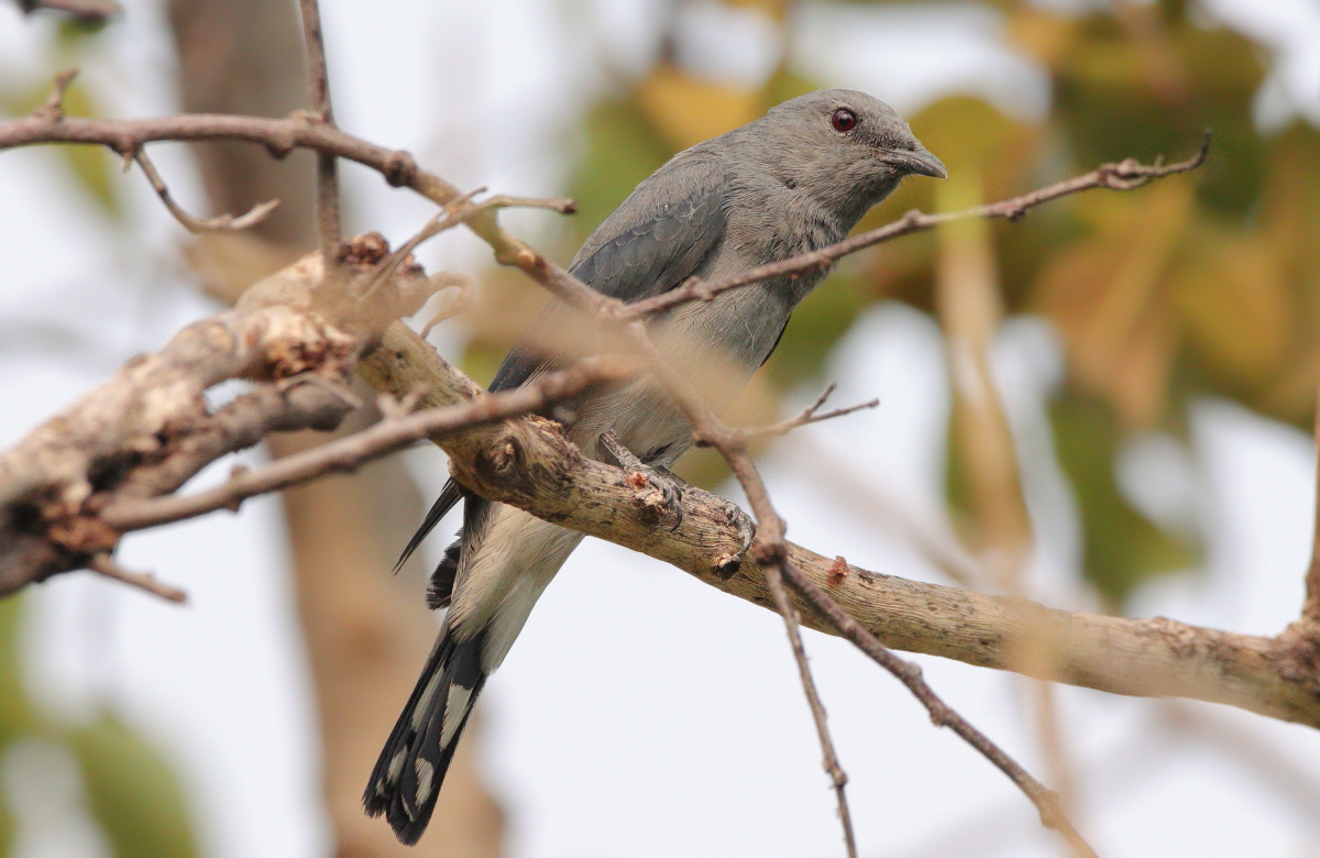 Black-winged Cuckooshrike