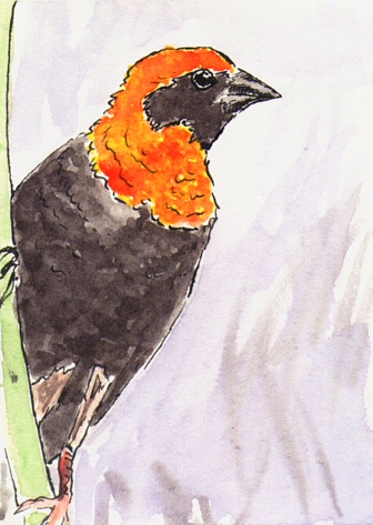 Black-winged red bishop ATC