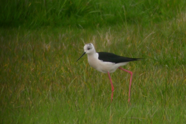 Black-winged stilt, Frampton