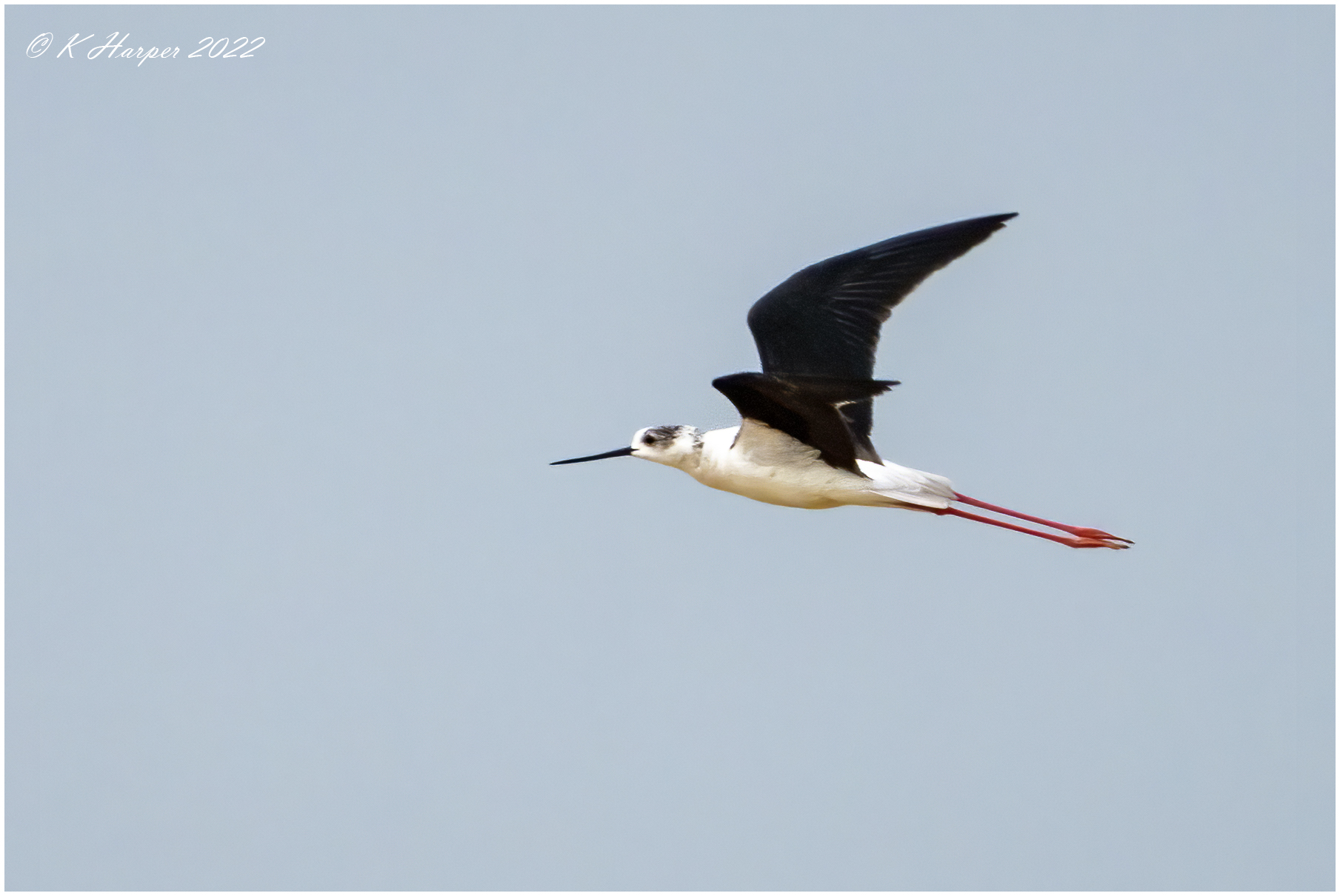 Black Winged Stilt in flight