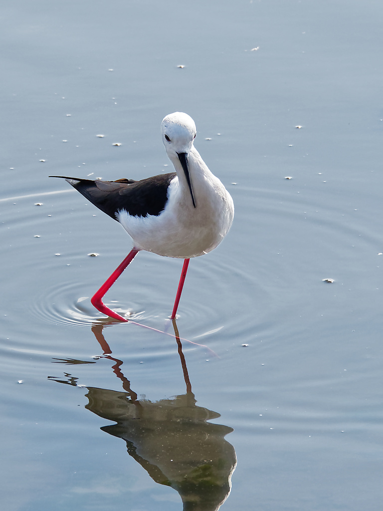 Black-winged Stilt IV