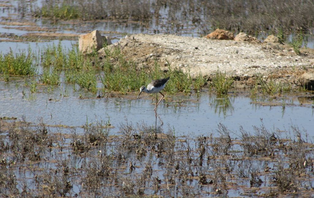 Black Winged Stilt Juvenile