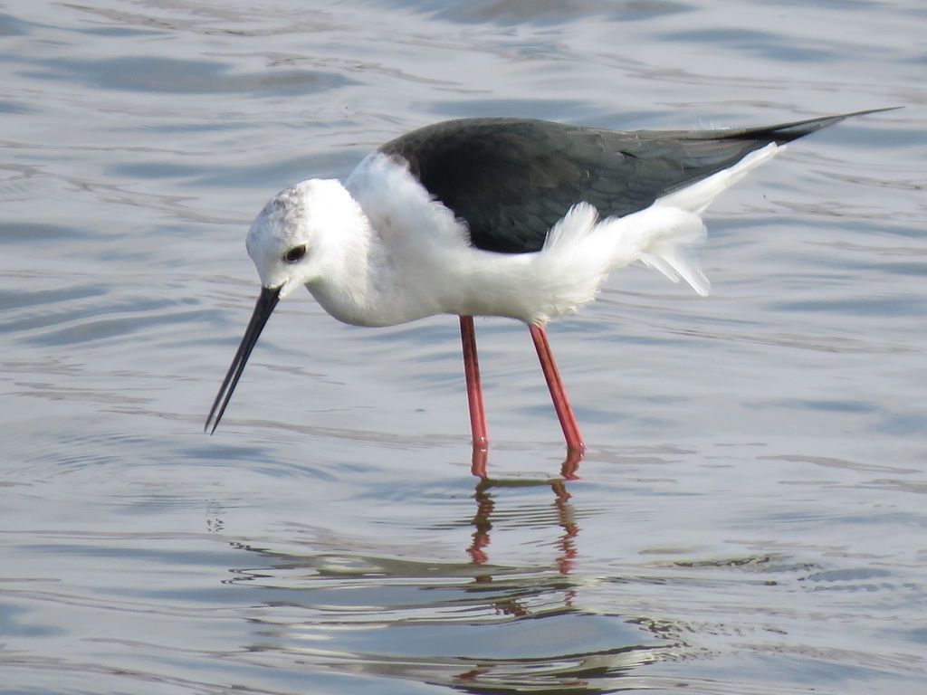 Black-winged stilt