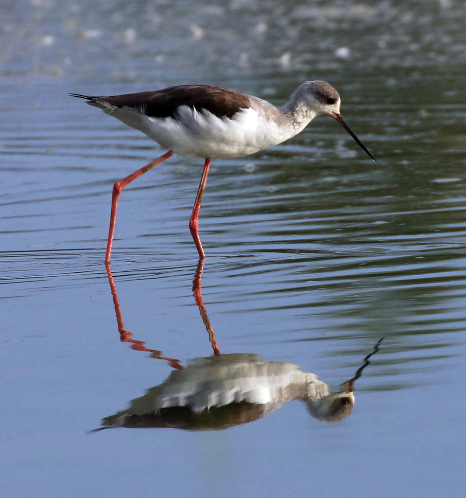 Black-winged Stilt