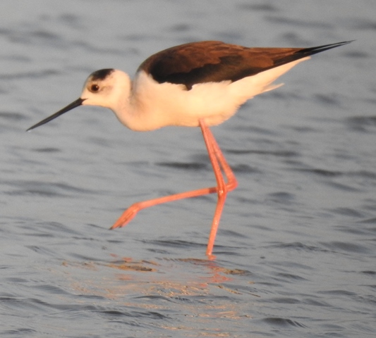 Black-winged Stilt