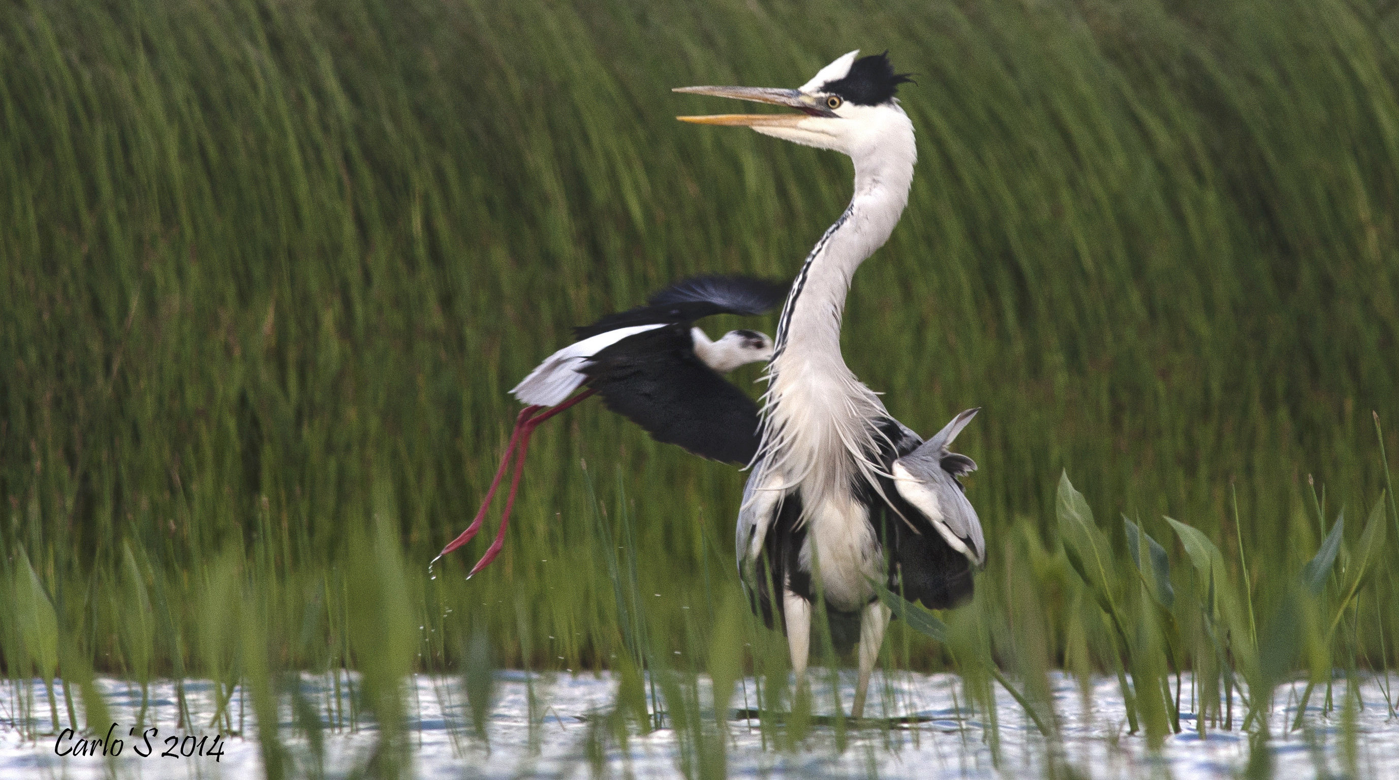 Black-winged stilt